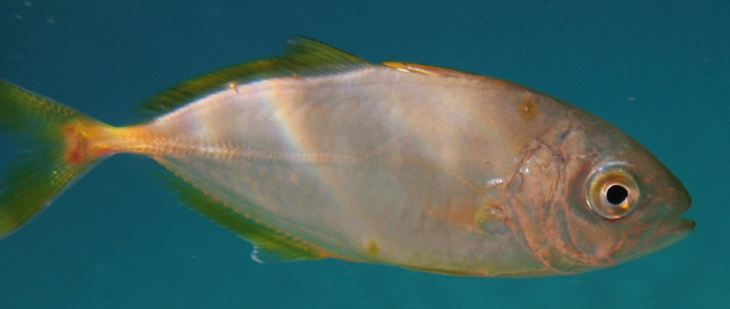 juvenile Caranx crysos